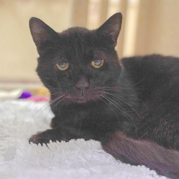 Felix (Animal ID A720471)