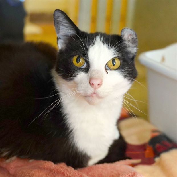 Fifa (Animal ID A737039)
