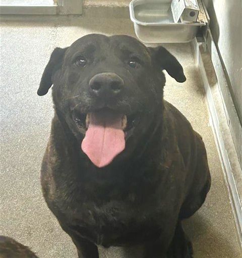 Fifi (Animal ID A741591)