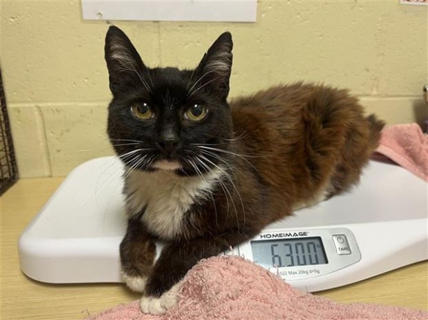 Fig (Animal ID A737019)