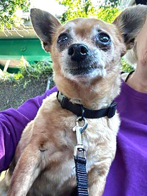 Fiona (Animal ID A715789)