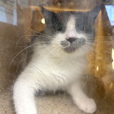 Freddy (Animal ID A722188)