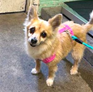 Girl (Animal ID A471661)