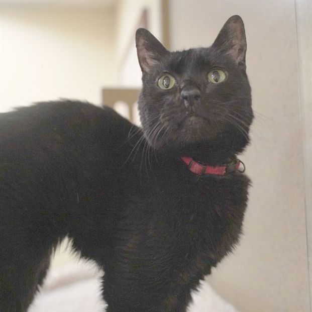 Gramps (Animal ID A721449)