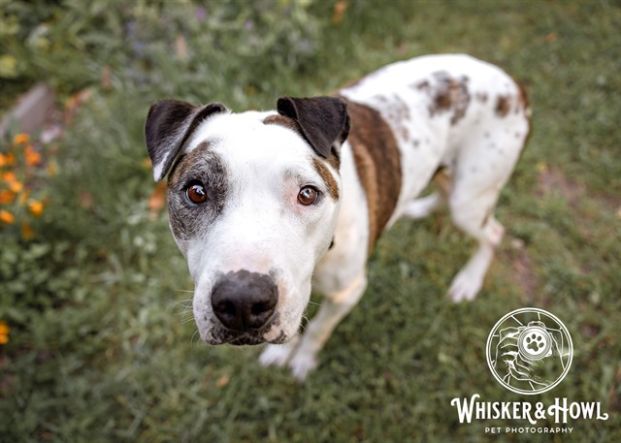 Gregory (Animal ID A729875)