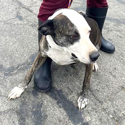 Gunther (Animal ID A721391)