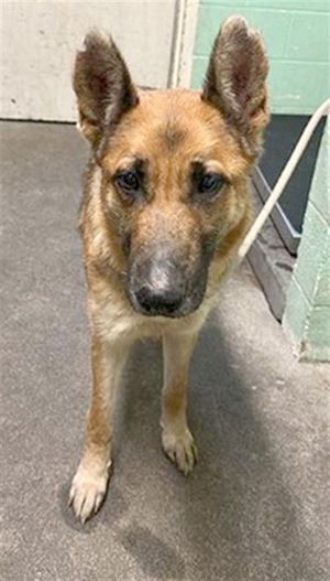 Gwenda (Animal ID A727307)