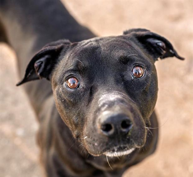 Ink Spot (Animal ID A727482)