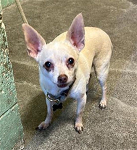 Ivan (Animal ID A734198)