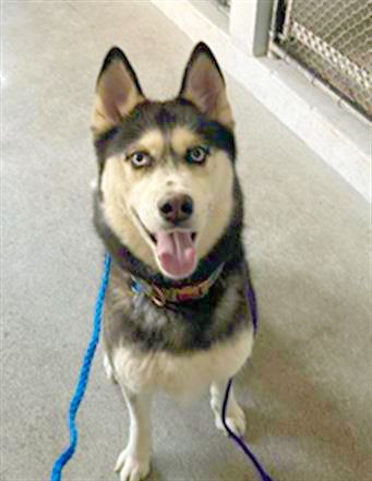 Ivy Marie (Animal ID A705229)