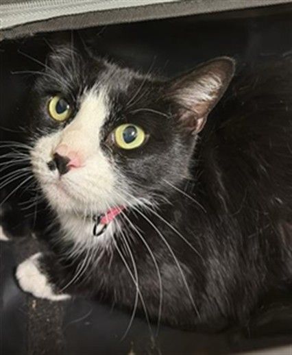 Jessie (Animal ID A740938)