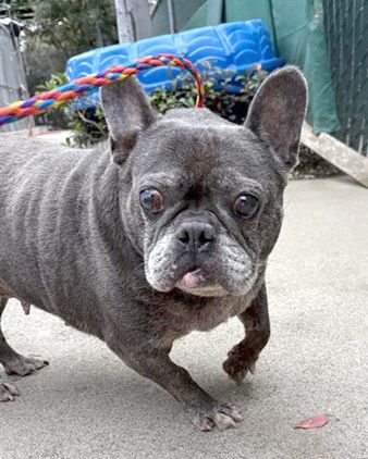 Juju (Animal ID A721373)