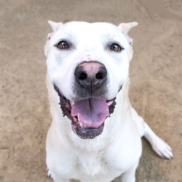 Kilo (Animal ID A544235)