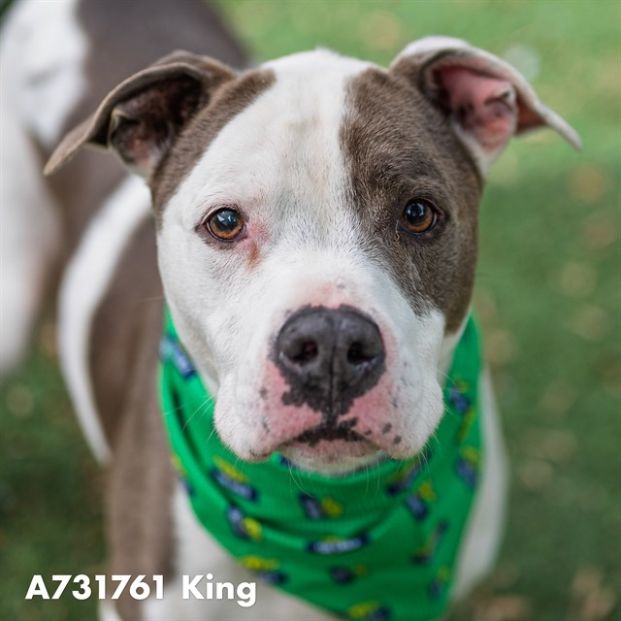 King (Animal ID A731761)