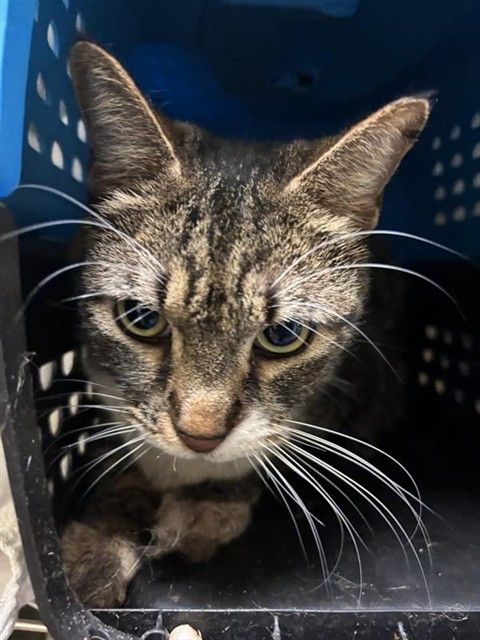 Koray (Animal ID A734716)