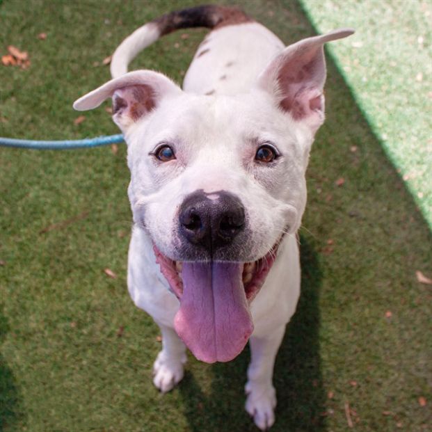 Lil Meechie (Animal ID A737944)