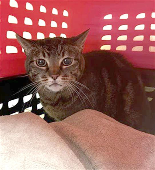 Lily (Animal ID A734526)