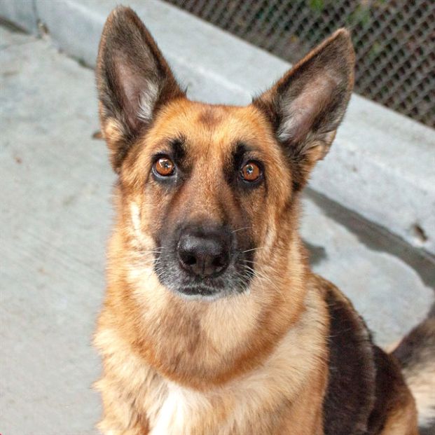 Luna (Animal ID A612338)