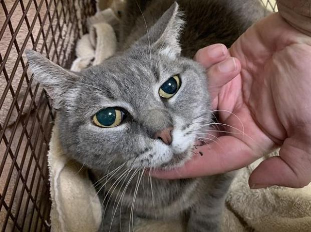 Margaret (Animal ID A737395)