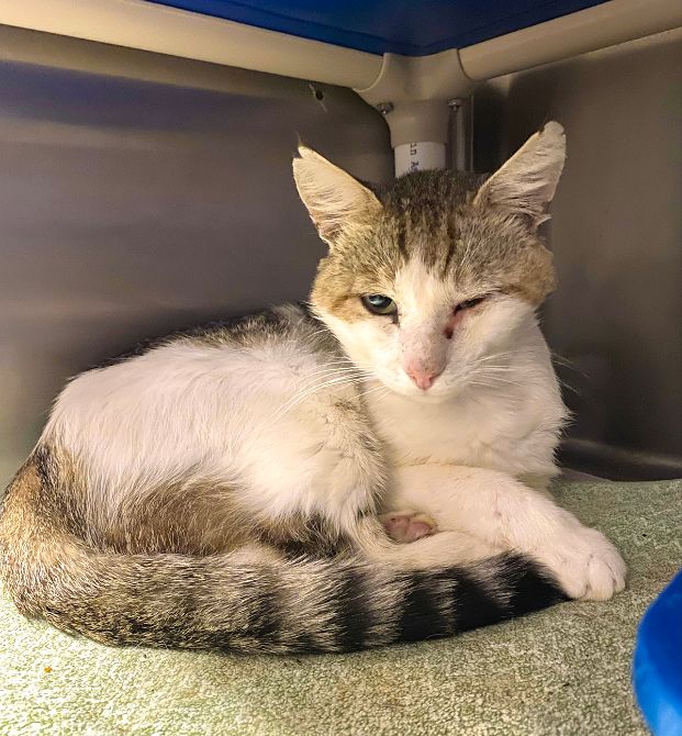 Meowie Wowie (Animal ID A736708)