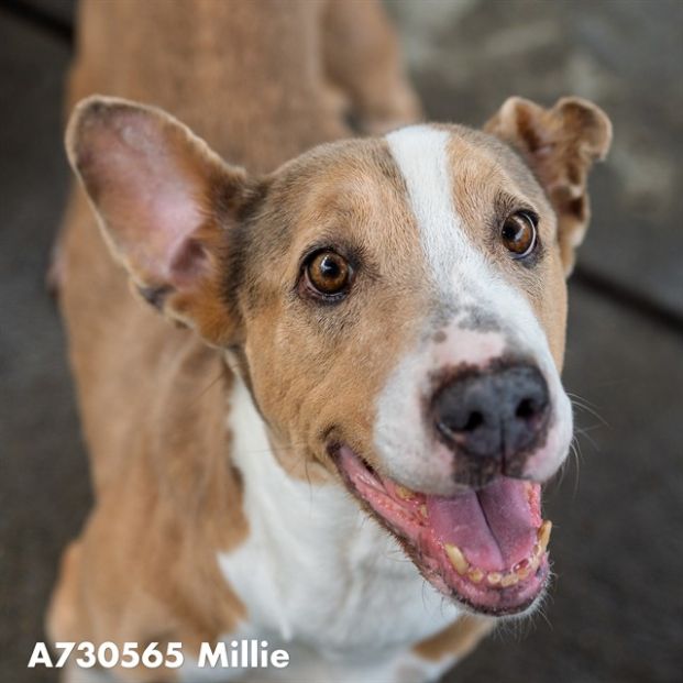 Millie (Animal ID A730565)