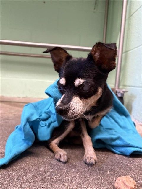 Missy (Animal ID A718524)