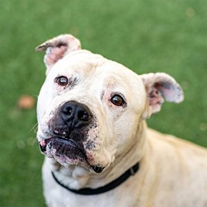 Mr Man (Animal ID A719122)