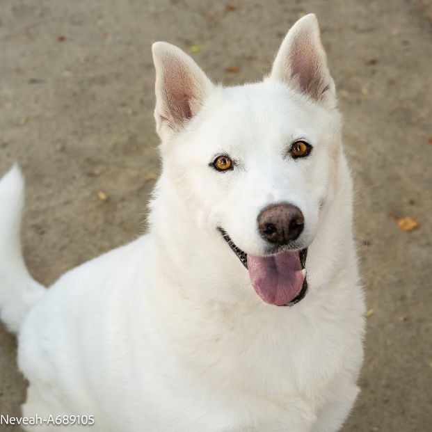 Neveah (Animal ID A