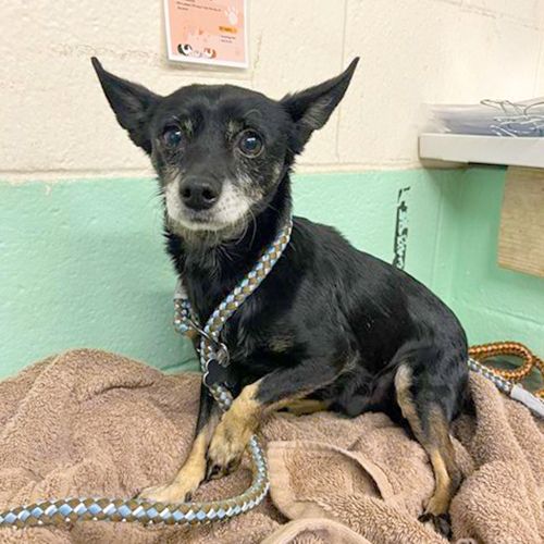 No Name (Animal ID A726886)