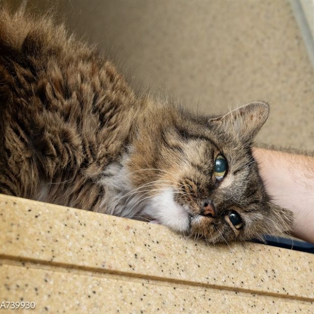 No Name (Animal ID A739930)