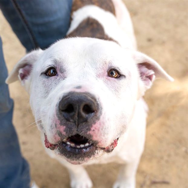 Odin (Animal ID A713913)