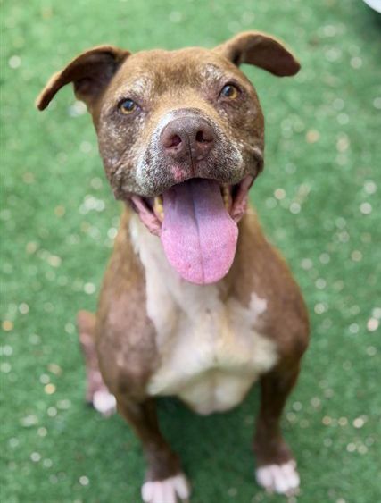 Olive (Animal ID A498090)