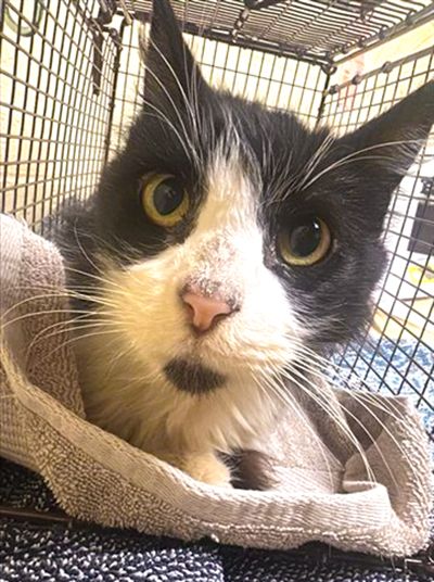 Oolong (Animal ID A727173)