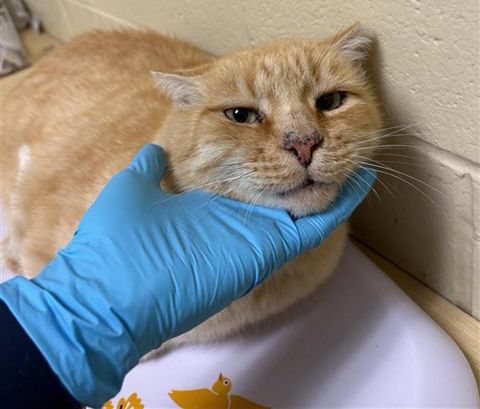 Orangie (Animal ID A556432)