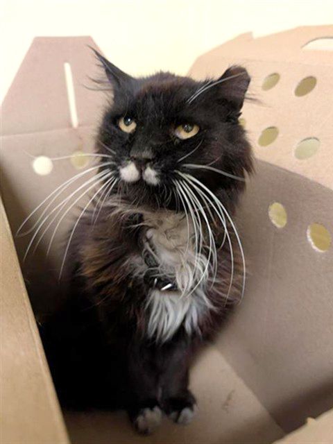 Oreo (Animal ID A604104)