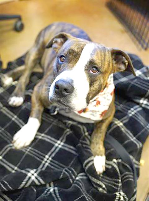Oscar (Animal ID A721283)