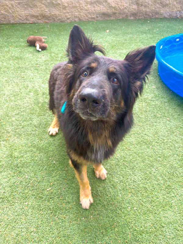 Oso (Animal ID A738107)