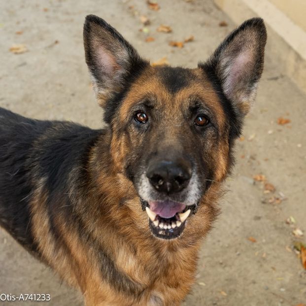 Otis (Animal ID A741233)