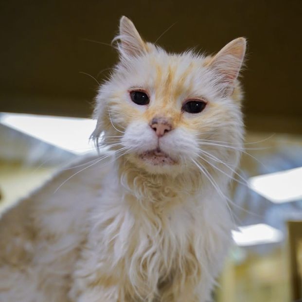 Phillip (Animal ID A734548)
