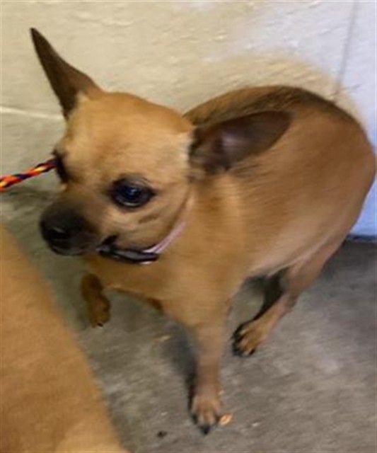 Princess (Animal ID A735028)