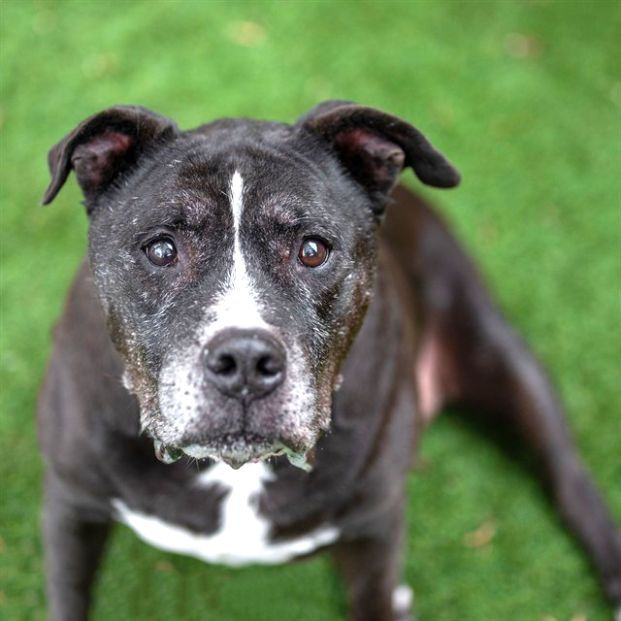 Ralphie (Animal ID A725867)