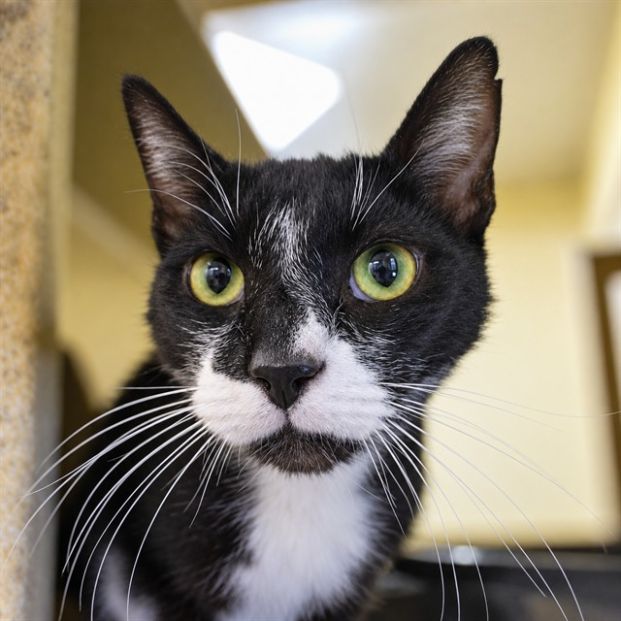 Randolph (Animal ID A739718)