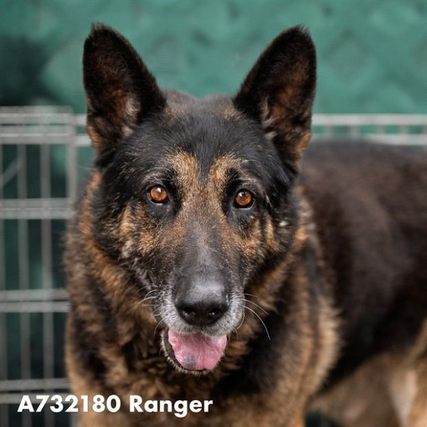 Ranger (Animal ID A732180)