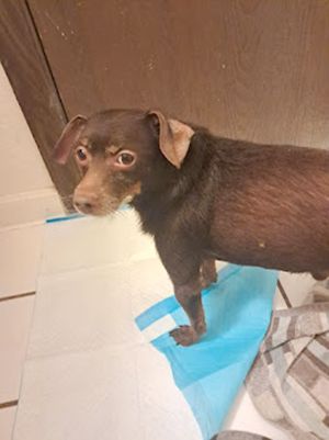 Rooster (Animal ID A727318)