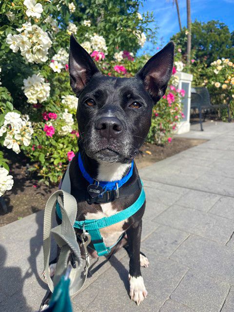 Sage (Animal ID A736301)