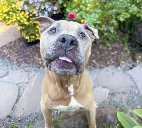 Sam (Animal ID A734413)