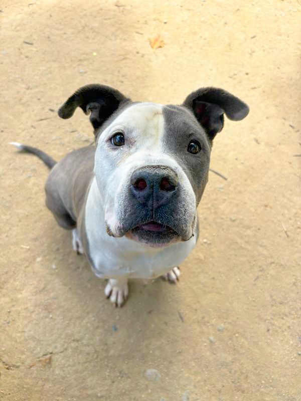 Shortie (Animal ID A610706)