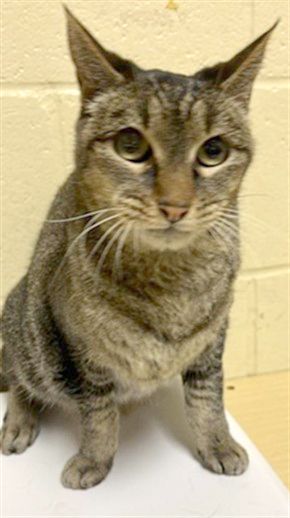 Star (Animal ID A740894)