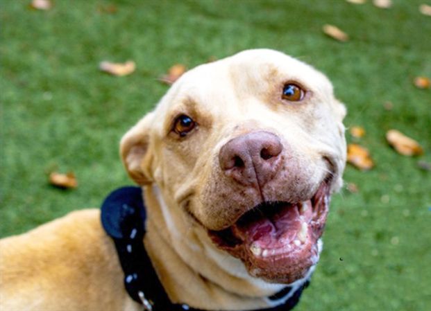 Sweets (Animal ID A721846)