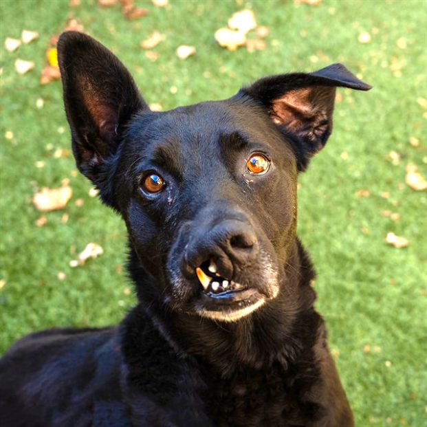 Teefers (Animal ID A722828)